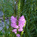 Physostegia virginiana 'Rosea' - Physostegia virginiana 'Rosea'