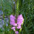 Physostegia virginiana 'Rosea'