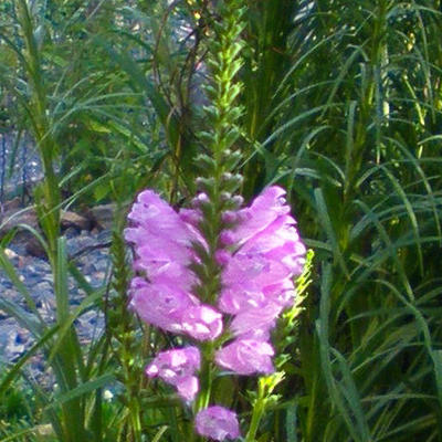 Physostegia virginiana 'Rosea' - 