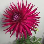 Dahlia 'Hillcrest Royal' - 