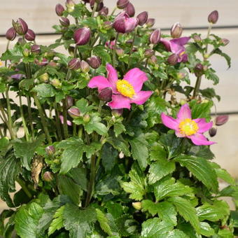 Anemone hupehensis FANTASY 'Red Riding Hood'