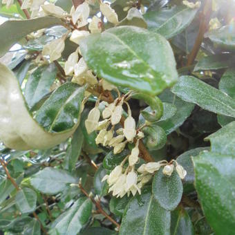 Elaeagnus x ebbingei