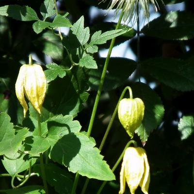 Clematis tangutica - Gold-Waldrebe - Clematis tangutica