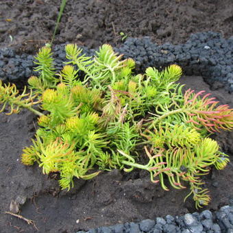 Sedum reflexum 'Angelina'