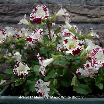 Mimulus 'Magic White Blotch'