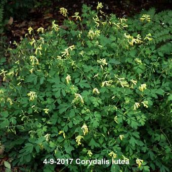 Corydalis lutea