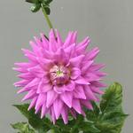 Dahlia 'Worton Blue Streak' - 