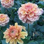 Dahlia 'Blah Blah Blah' - 