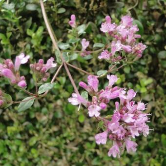 Origanum vulgare