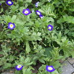 Convolvulus tricolor - Dreifarbige Winde