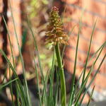 Kniphofia 'Orange Vanilla POPSICLE' - Kniphofia 'Orange Vanilla POPSICLE'