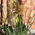 Kniphofia 'Orange Vanilla POPSICLE'