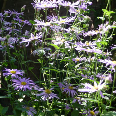 Aster x frikartii 'Mönch' - Aster x frikartii 'Mönch'