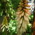 Kniphofia 'Orange Vanilla POPSICLE'