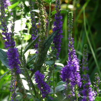 Veronica spicata 'Christa'