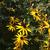 Rudbeckia fulgida var. sullivantii 'Goldsturm'