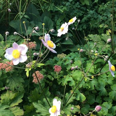 Anemone hupehensis 'September Charm' - Anemone hupehensis 'September Charm'