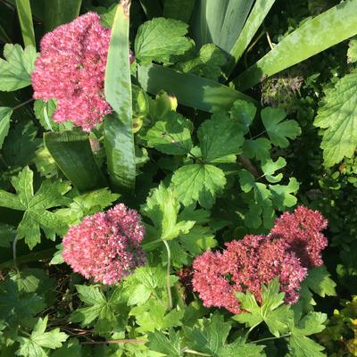 Sedum (Hoog type) - 