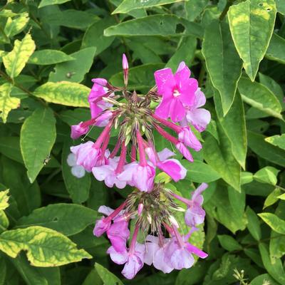 Phlox paniculata 'Rijnstroom' - Phlox paniculata 'Rijnstroom'