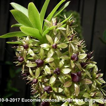 Eucomis comosa 'Sparkling Burgundy'