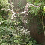 Actaea 'Queen of Sheba' - Actaea 'Queen of Sheba'