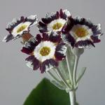 Primula auricula 'Alois' - 