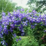 Clematis 'Perle d'Azur' - 