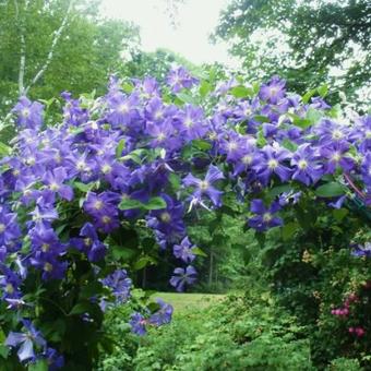 Clematis 'Perle d'Azur'