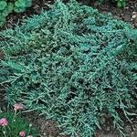 Juniperus horizontalis 'Icee Blue' - 