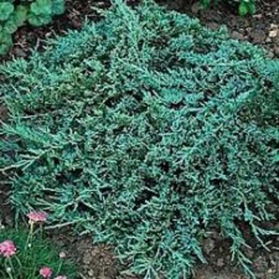 Juniperus horizontalis 'Icee Blue' - 