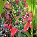 Phygelius 'Passionate' - 