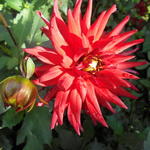 Dahlia 'Red Pigmy' - 