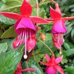 Fuchsia 'Charming' - 