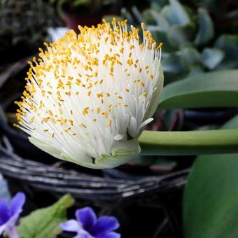 Haemanthus albiflos