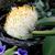 Haemanthus albiflos