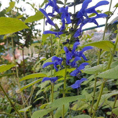 Salvia guaranitica 'Super Trooper' - 