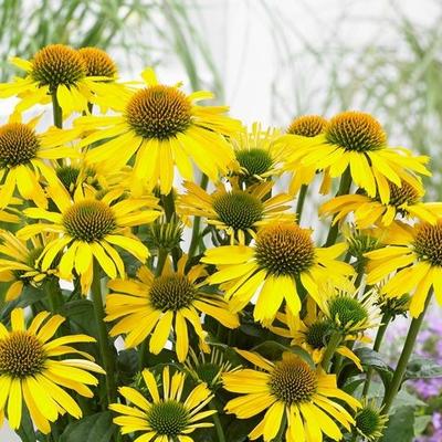 Echinacea SUNSEEKERS 'Yellow' - Echinacea SUNSEEKERS 'Yellow'