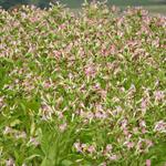 Nicotiana tabacum - Virginischer Tabak