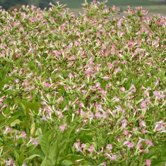 Nicotiana tabacum