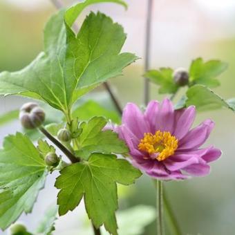 Anemone x hybrida 'Giselle'