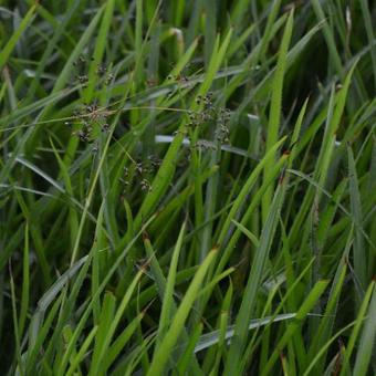 Carex sylvatica