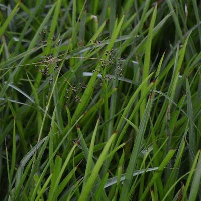 Wald-Segge - Carex sylvatica