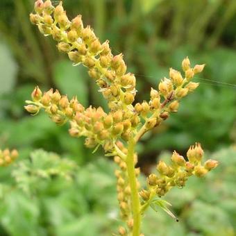 Aruncus aethusifolius