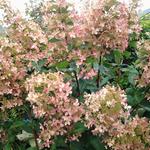 Hydrangea paniculata 'Kyushu' - 