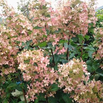 Hydrangea paniculata 'Kyushu'