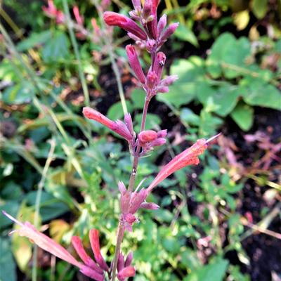 Agastache 'Fleur' - Agastache 'Fleur'