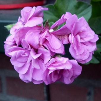 Pelargonium peltatum 'Blue Note'