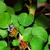 Fuchsia procumbens