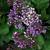 Limonium 'Salt Lake'