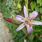 Tricyrtis ravenii - 